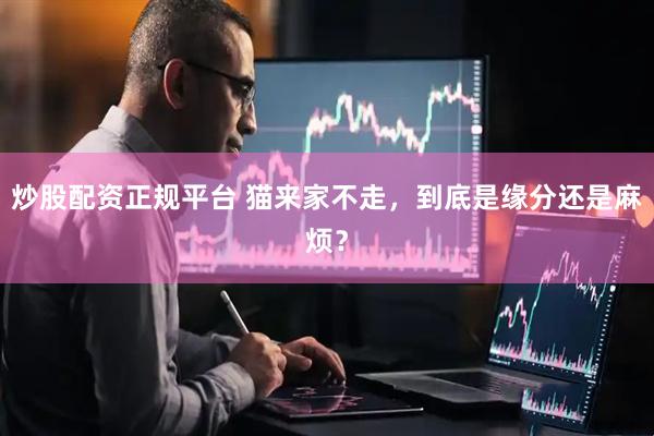炒股配资正规平台 猫来家不走，到底是缘分还是麻烦？